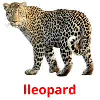 lleopard Bildkarteikarten