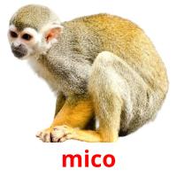 mico picture flashcards