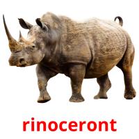 rinoceront flashcards illustrate
