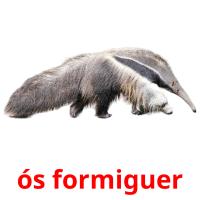 ós formiguer picture flashcards