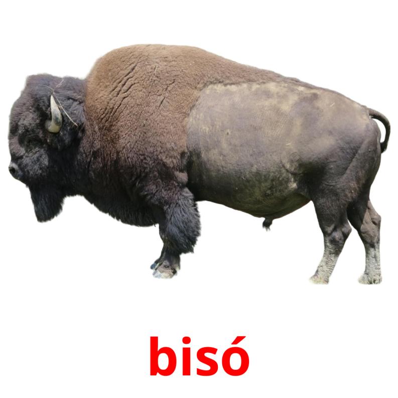 bisó picture flashcards