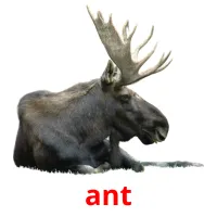 ant Bildkarteikarten