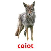 coiot picture flashcards