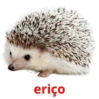 eriço Bildkarteikarten