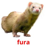 fura picture flashcards