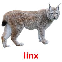 linx picture flashcards