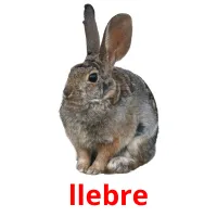 llebre Bildkarteikarten