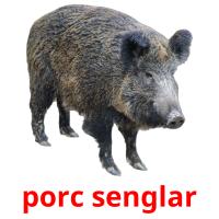 porc senglar picture flashcards