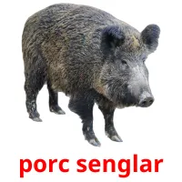 porc senglar Bildkarteikarten