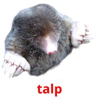 talp picture flashcards