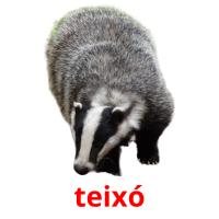 teixó picture flashcards