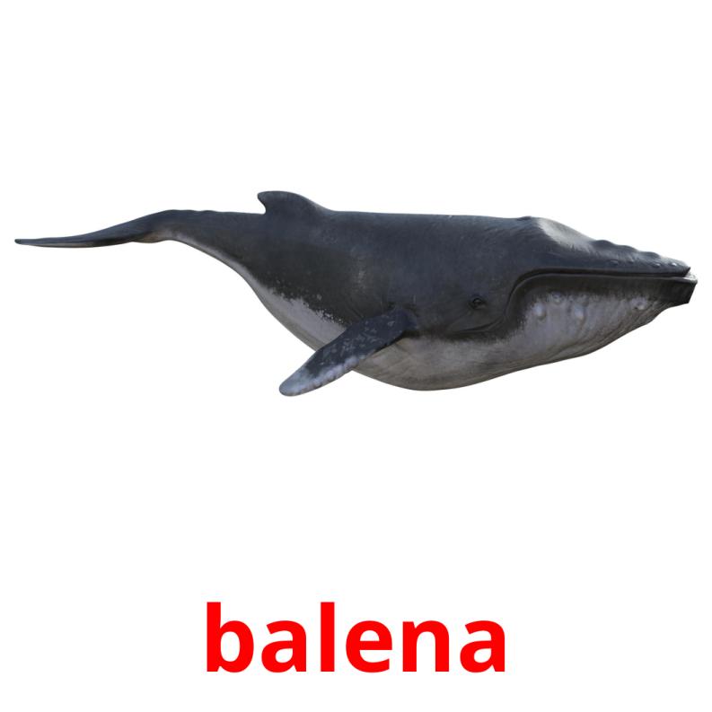 balena picture flashcards
