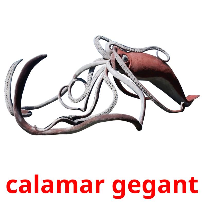 calamar gegant picture flashcards