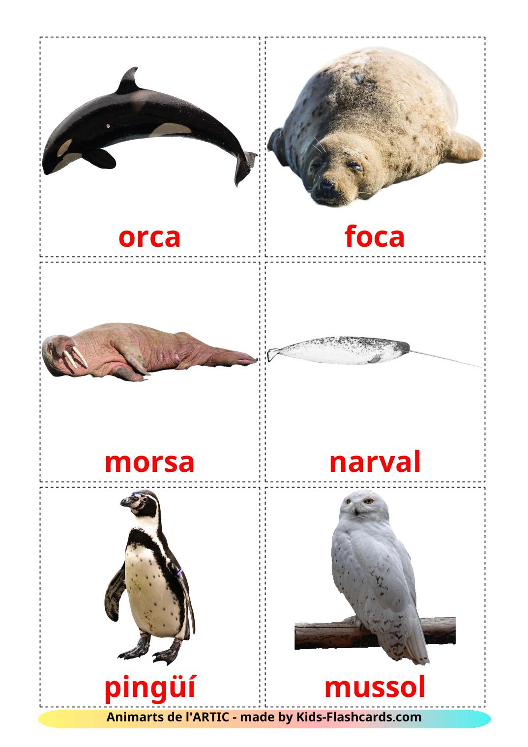 Arctic animals - 14 Free Printable catalan Flashcards 