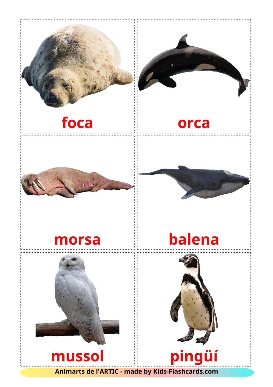 Arctic animals - 15 Free Printable catalan Flashcards 