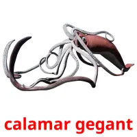 calamar gegant Bildkarteikarten