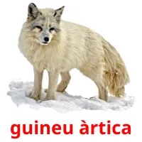 guineu àrtica Bildkarteikarten