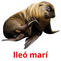 lleó marí picture flashcards