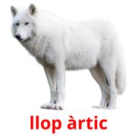 llop àrtic cartões com imagens