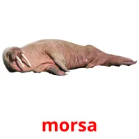 morsa picture flashcards