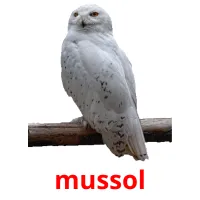 mussol Bildkarteikarten