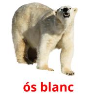 ós blanc flashcards illustrate