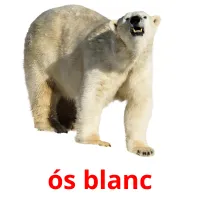 ós blanc picture flashcards