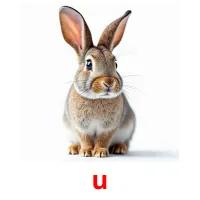 u cartões com imagens