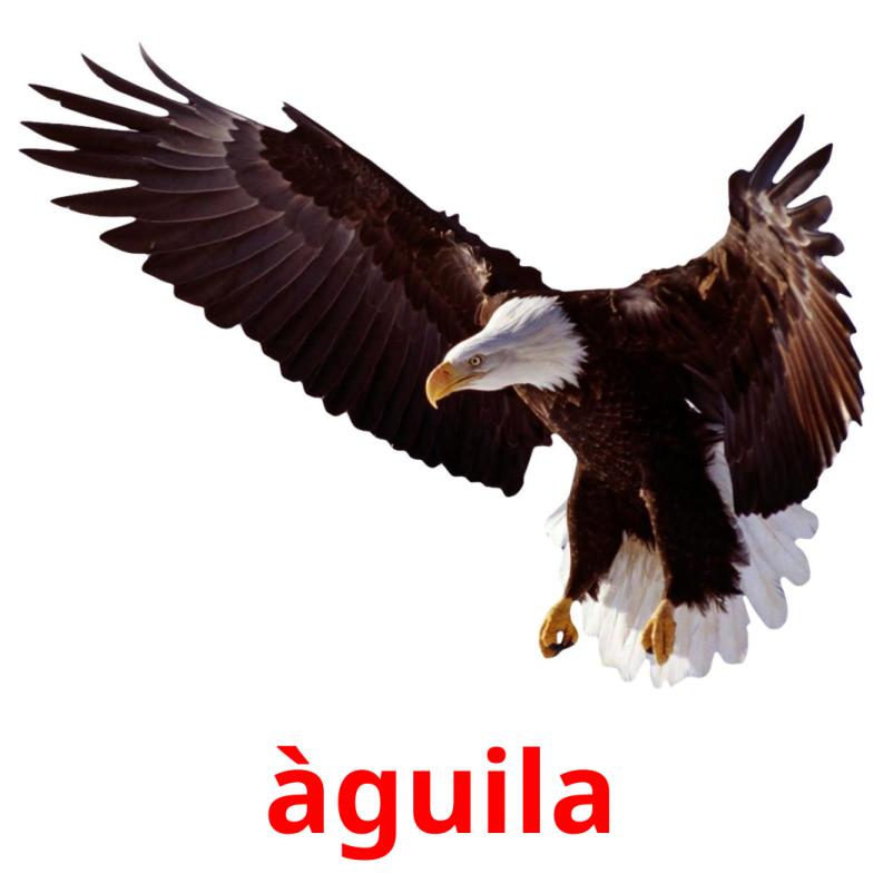 àguila Tarjetas didacticas