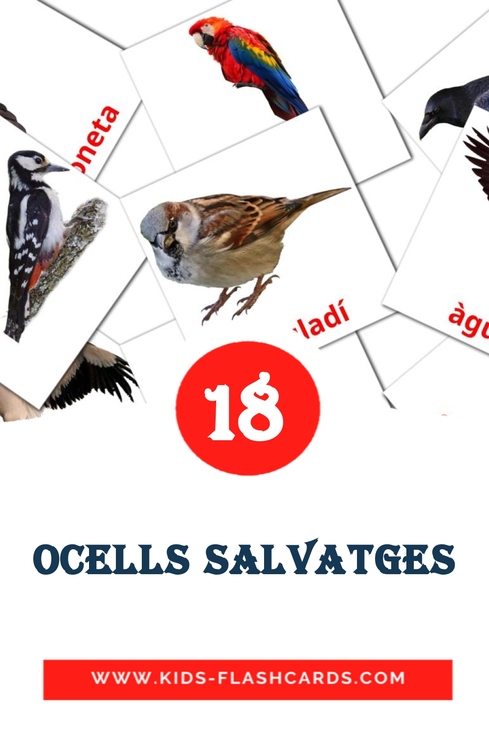 18 Cartões com Imagens de Ocells salvatges para Jardim de Infância em catalão