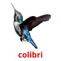 colibri picture flashcards