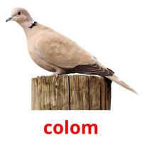 colom picture flashcards