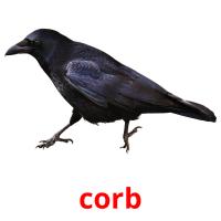 corb picture flashcards