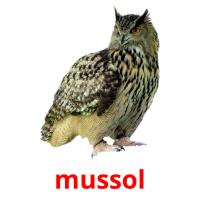 mussol flashcards illustrate