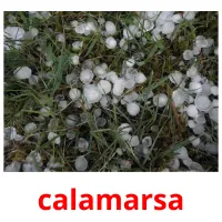 calamarsa picture flashcards
