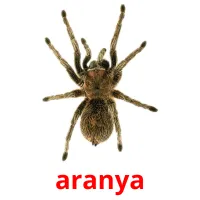 aranya Tarjetas didacticas