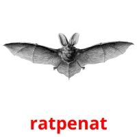ratpenat Tarjetas didacticas