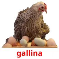 gallina bildkort för barn