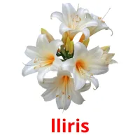 lliris bildkort för barn