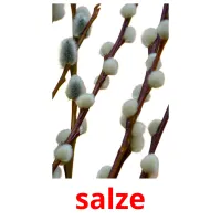 salze bildkort för barn