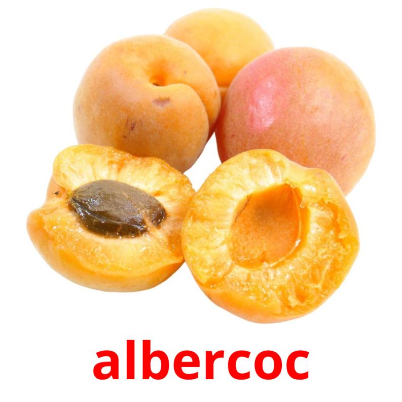 albercoc picture flashcards
