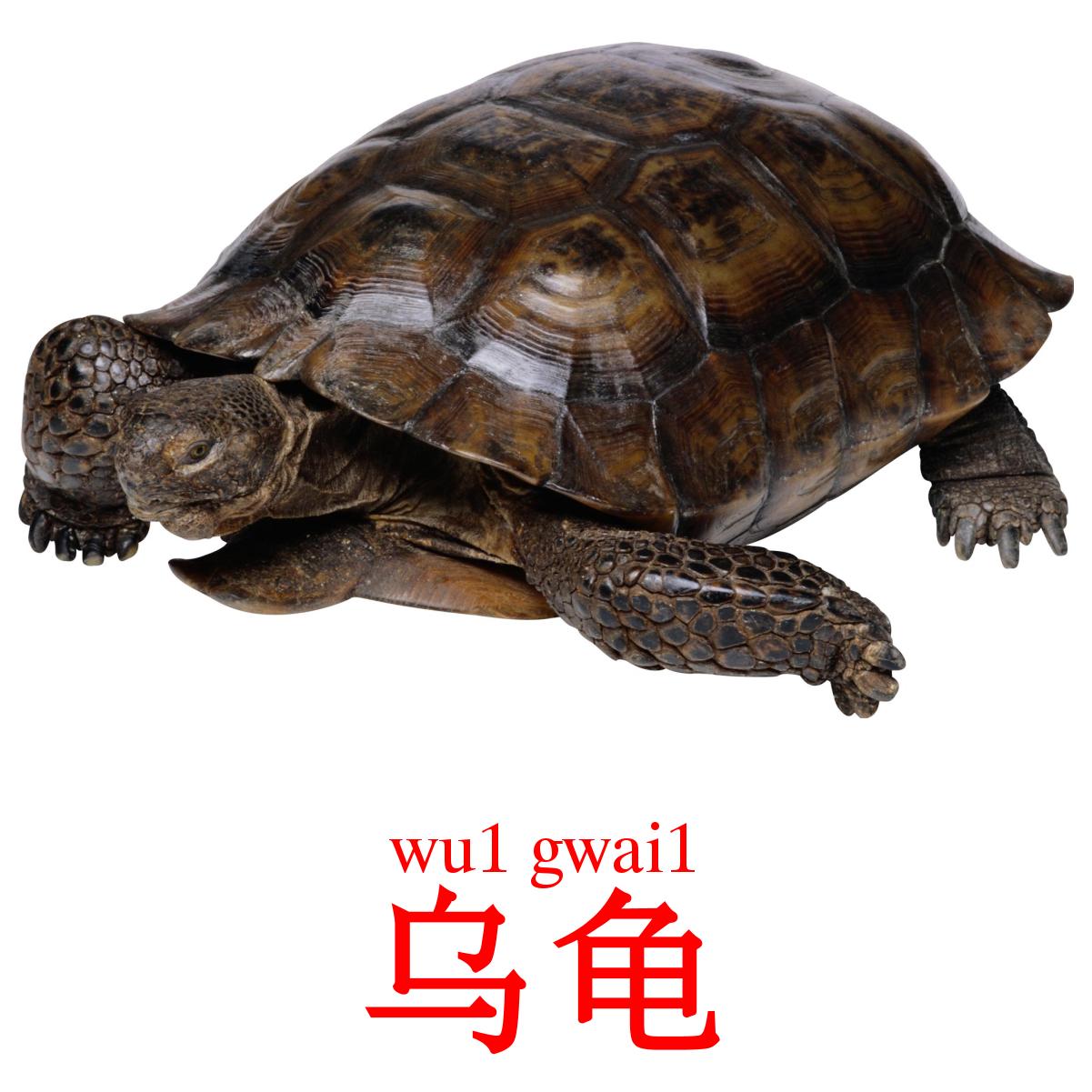 乌龟 ansichtkaarten