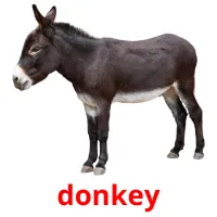 donkey picture flashcards