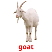 goat picture flashcards