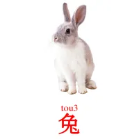 兔 picture flashcards