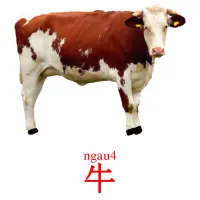 牛 picture flashcards