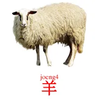 羊 picture flashcards