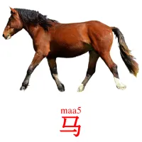 马 picture flashcards