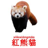 紅熊貓 flashcards illustrate