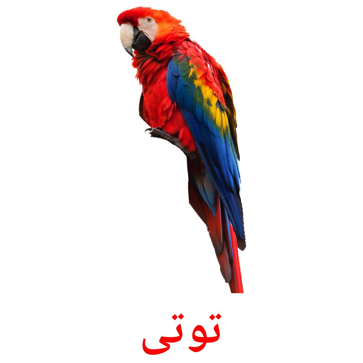 10 FREE Domestic animals Flashcards | PDF | Kurdish(sorani) Words